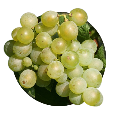 Vinohradníctvo a vinárstvo Vladár a syn - odroda hrozna Müller-Thurgau